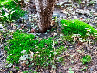 Natural green growing plants on sunny day.Small natural growing plants.