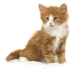 british kitten on white background
