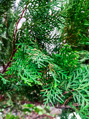 Natural green plants branches. Natural green fresh branches background texture.