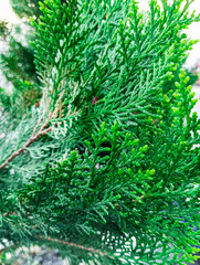 Natural green plants branches. Natural green fresh branches background texture.