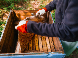 Beekeeper lifting protecting cloth from top of beehive. Inspection of the state and conditions of...