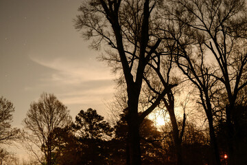 Night Gaze Of The Stars Through The Trees