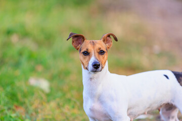 A cute Jack Russell Terrier dog walks in nature. Pet portrait with selective focus and copy space
