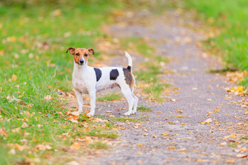A cute Jack Russell Terrier dog is walking in the park. Pet portrait with selective focus and copy space