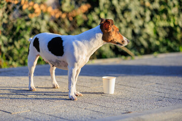 The concept of giving a dog something to drink in the heat. Caring for animals. Pet portrait with selective focus