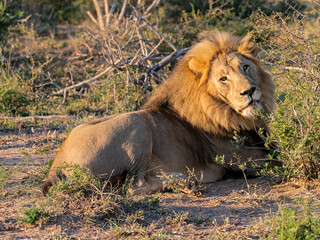 Male Lion at Rest Looking at Camera