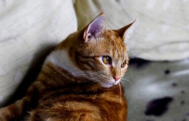 Close up of red brindle kitten lying on sofa, jade colored eyes.