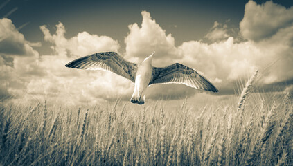 Seagull flying in the sky over a wheat field. retro toned fantastic vintage wallpaper