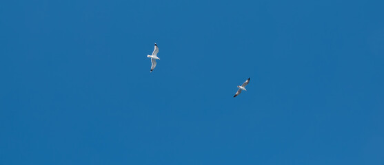 Seagull flying in the blue sky over the sea with mountains in Gokceada island, Turkey, closeup of photo
