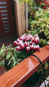 flowers on the bench,flower, garden, flowers, nature, plant, blossom, pink, summer, spring, bloom, floral, beauty, purple, decoration, bouquet, plants, petunia, color, leaf, gardening, flora, pot, blo