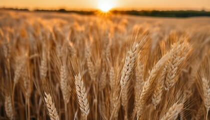 Fototapeta premium Dawn or dusk in cultivated field - closeup of wheat ear during golden hour