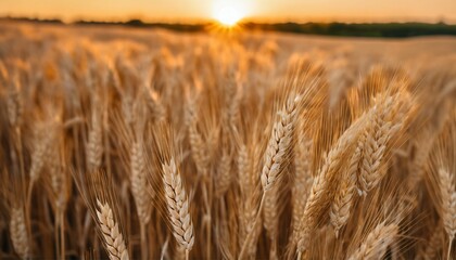 Dawn or dusk in cultivated field - closeup of wheat ear during golden hour