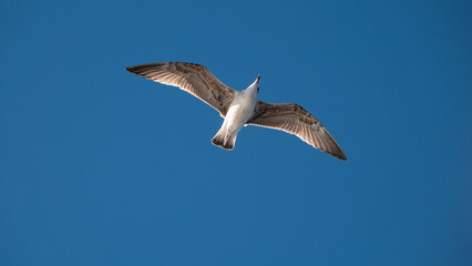 Seagull flying in the blue sky over the mountains of Gokceada island, Turkey, closeup of photo