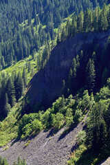 Green conifer forest on steep hillside