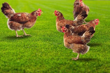 This beautiful free-range chickens at field  green grass