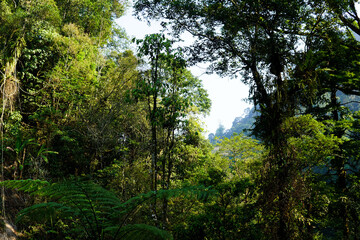 Fototapeta premium morning sunlight in the beautiful Indonesian tropical forest. Forests are a source of oxygen for life