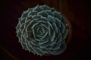 Echeveria Lola - Close up of a succulent plant with a rosette pattern