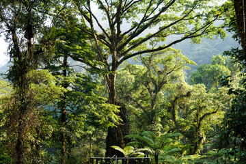 morning sunlight in the beautiful Indonesian tropical forest. Forests are a source of oxygen for...