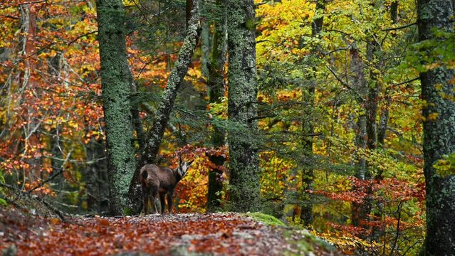 Chamois in the forest in autumn. One young rupicapra rupicapra in Switzerland. Real time.