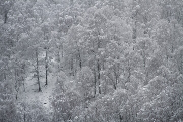 Snow covered trees in the Cairngorms, Scotland
