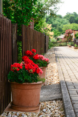 Fototapeta na wymiar Pots with beautiful flowers near fence in village