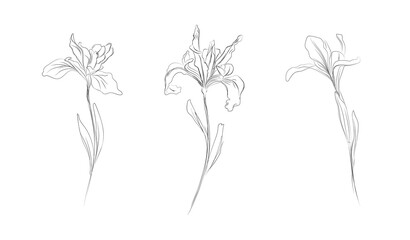 Creative modern design iris flowers. Line drawing. Vector illustration.