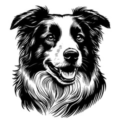 Happy Border Collie dog portrait. Hand Drawn Pen and Ink. Vector Isolated in White. Engraving vintage style illustration for print, tattoo, t-shirt, sticker - obrazy, fototapety, plakaty