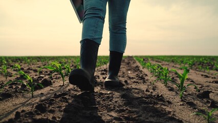 Owner of farm walks through cornfield. Farmer go on field with corn sprouts. Farmers feet in rubber boots walking on agricultural field.Growing ecological organic healthy food. Agribusiness concept - obrazy, fototapety, plakaty