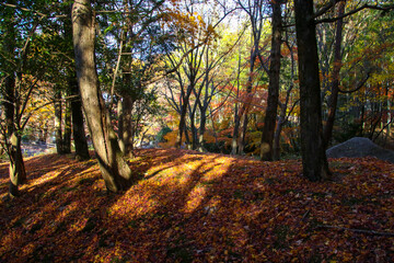 びわこ文化公園の紅葉