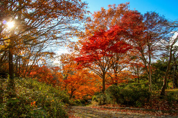 Naklejka premium びわこ文化公園の紅葉