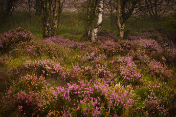 Fototapeta premium Scottish woodland scene - heather & birch 