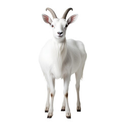 A majestic white goatantelope stands proudly, its powerful horns and snout embodying the untamed spirit of wild livestock, its antlers reaching towards the sky in a display of raw wildlife