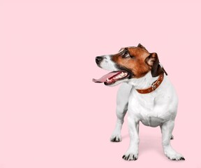 Adorable cute smart dog posing