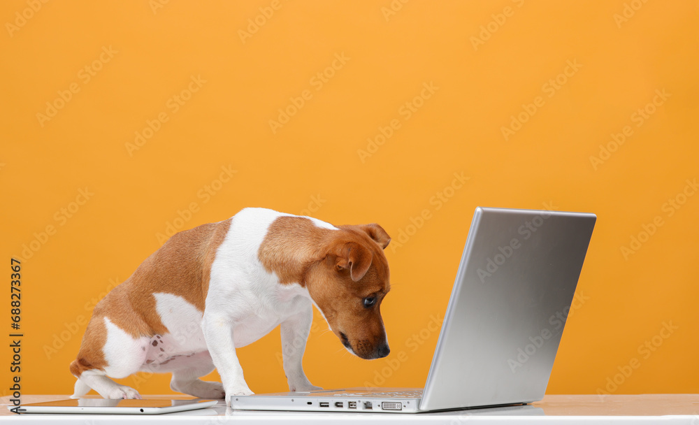 Wall mural smart dog with laptop on orange background