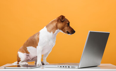 smart dog with laptop on orange background