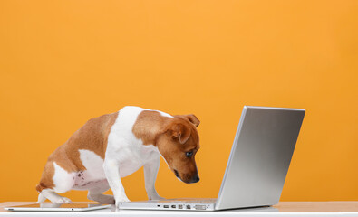 smart dog with laptop on orange background