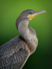 Close-up of Double-crested Cormorant portrait with green background