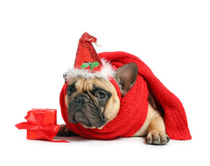 Cute pug dog in Santa hat with warm scarf and gift box isolated on white background