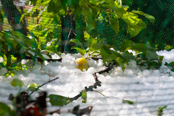 Fruit Trees Without Anti-Hail Nets Sustained Damage in Hailstorm. Limited Impact on Nets-Protected...