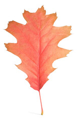 Autumn season. Oak leaf isolated on white