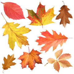 Many different bright autumn leaves isolated on white
