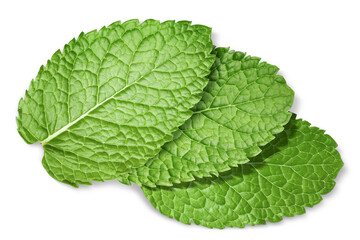 Fresh green mint leaves isolated on white