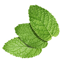 Fresh green mint leaves isolated on white