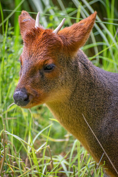 Close up of a pudu deer in grass