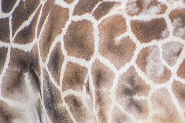 giraffe skin texture