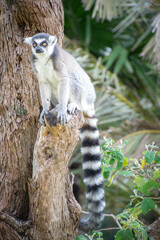 lemur on tree