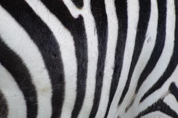 Fotobehang zebra skin texture © Matthew