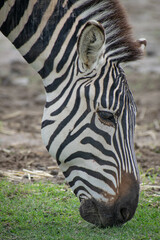 zebra eating grass close up shot