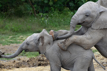 Baby elephants playing together. 