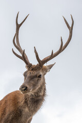 Close up of a deer's head, cloudy background.